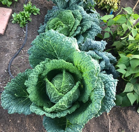 Vegetables in a front yard garden in Bellingham Washington