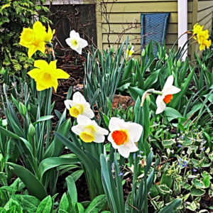 Flowers in Bellingham Washington