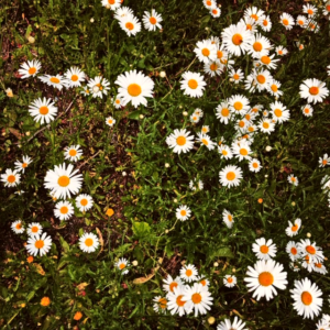 Daisies in Bellingham Washington