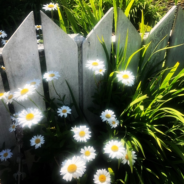 Daisies in Bellingham WA