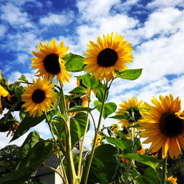 Sunflowers in summertime in Bellingham WA