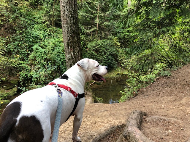 Daisy at Whatcom Falls Park