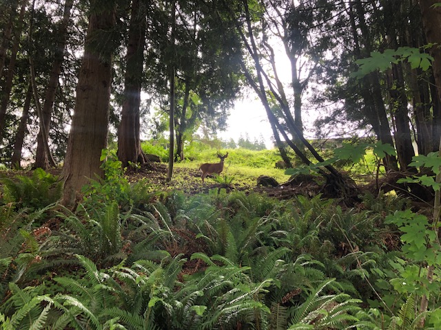 Deer in Sudden Valley