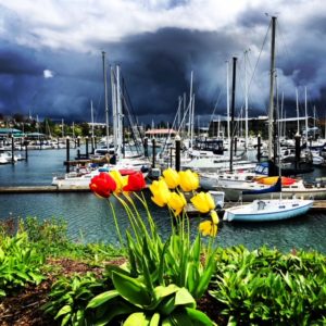 Squalicum Harbor in Bellingham