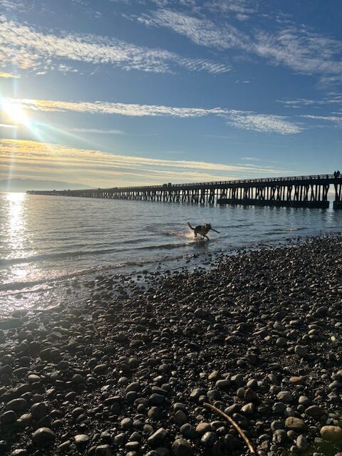 Little Squalicum Park in Bellingham, WA